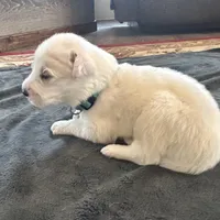 Lily, a female Great Pyrenees for sale in Saint Marys, KS – Photo 1 of 2