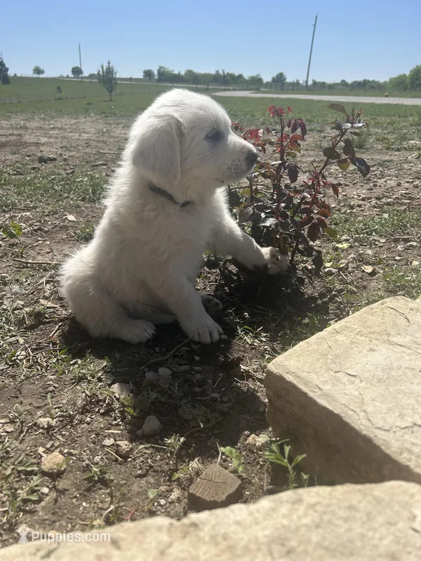 Bear – Great Pyrenees puppy for sale in Saint Marys, KS