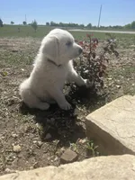 Bear, a male Great Pyrenees for sale in Saint Marys, KS – Photo 1 of 5