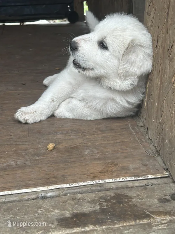 Bear – Great Pyrenees puppy for sale in Saint Marys, KS