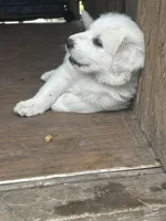 Bear, a male Great Pyrenees for sale in Saint Marys, KS – Photo 2 of 5