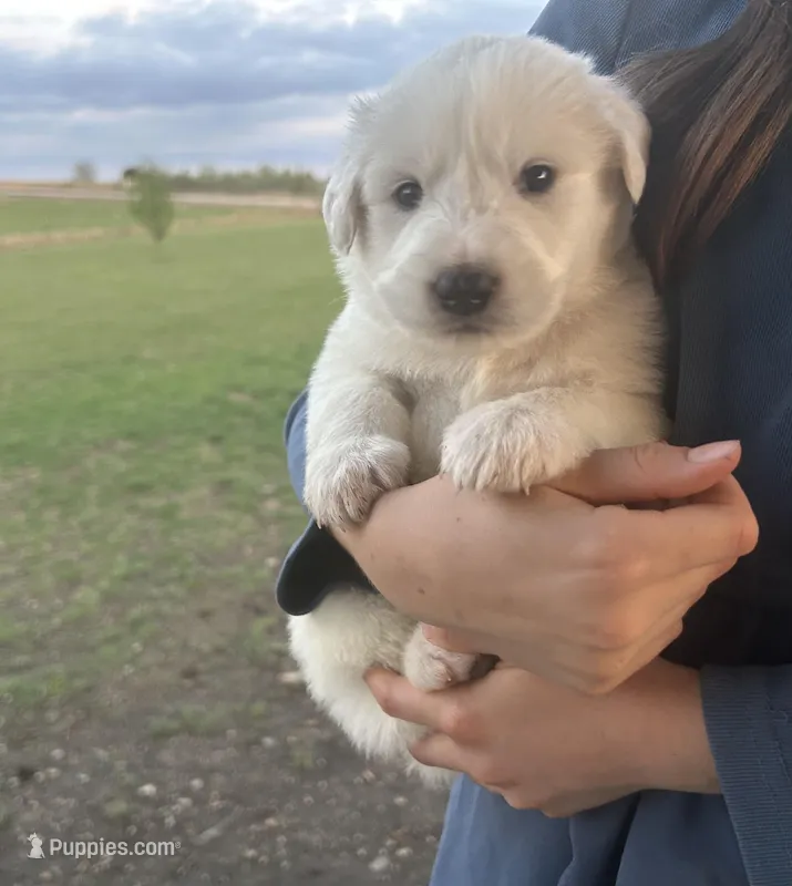 Bear – Great Pyrenees puppy for sale in Saint Marys, KS