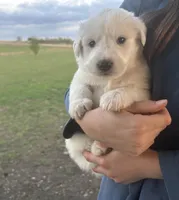 Bear, a male Great Pyrenees for sale in Saint Marys, KS – Photo 3 of 5