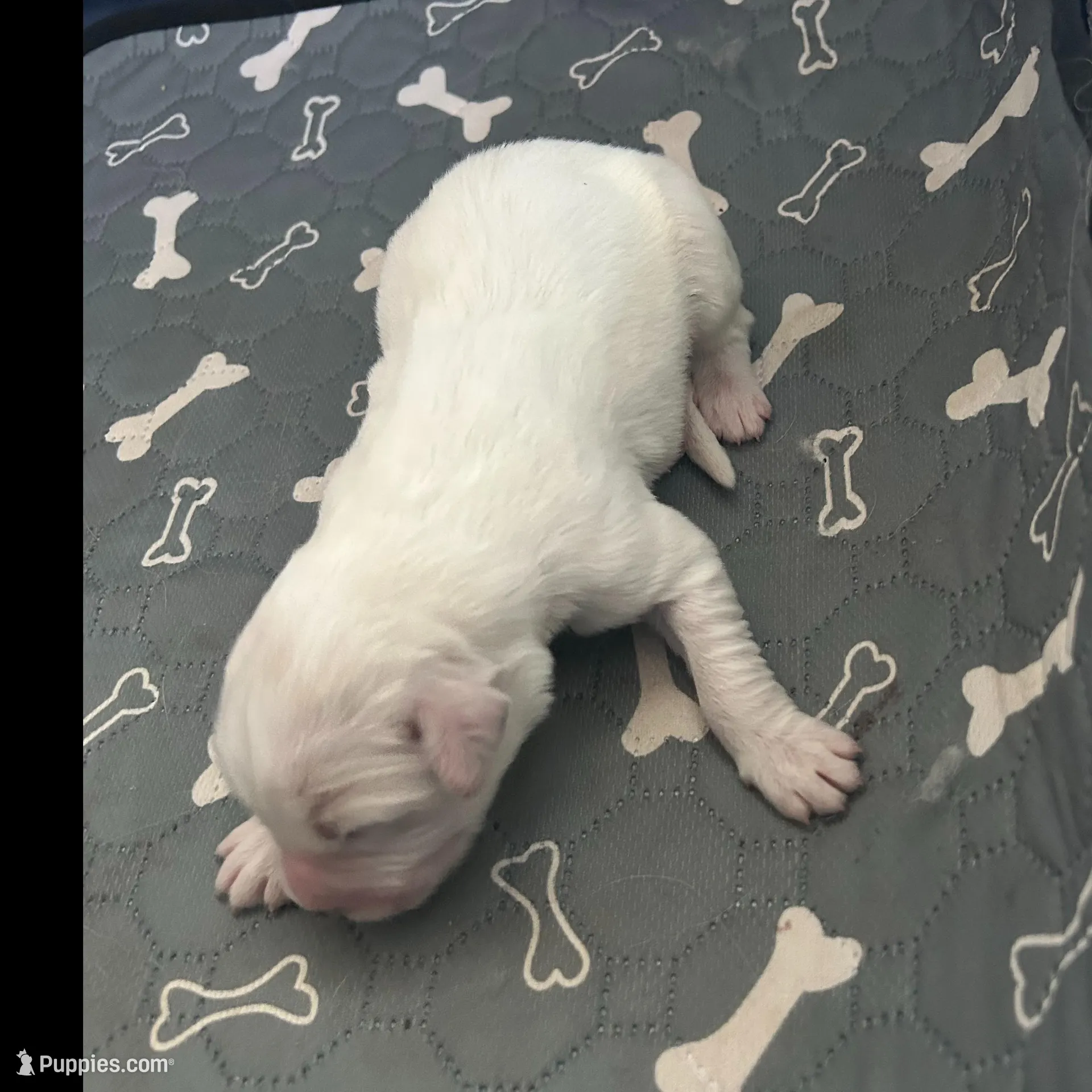 Bear – Great Pyrenees puppy for sale in Saint Marys, KS