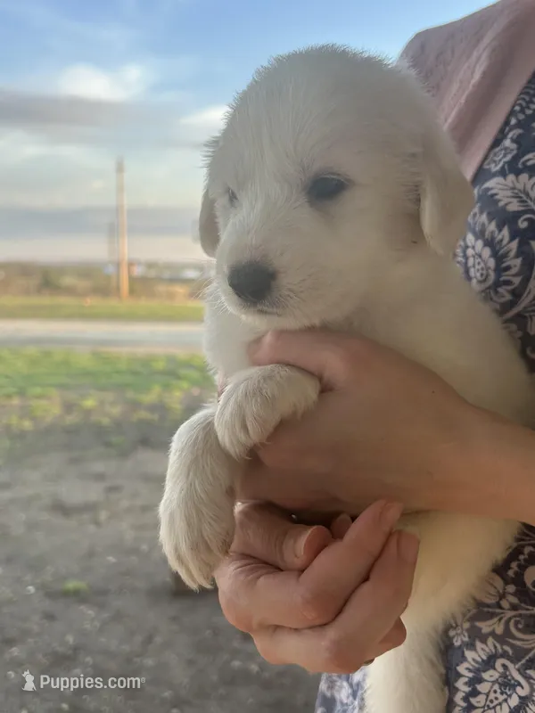 Kodiak – Great Pyrenees puppy for sale in Saint Marys, KS