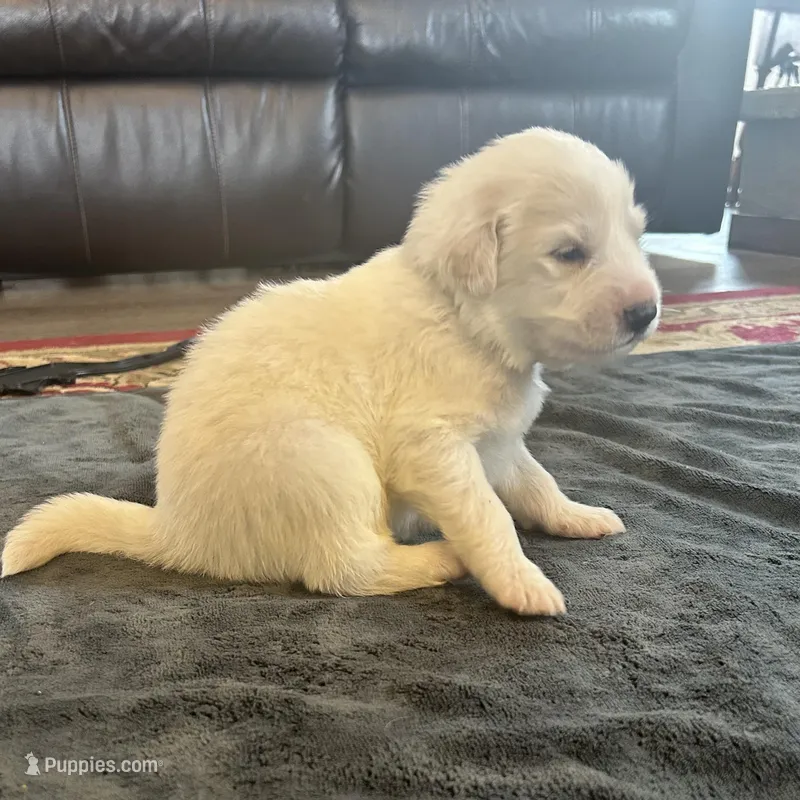Kodiak – Great Pyrenees puppy for sale in Saint Marys, KS