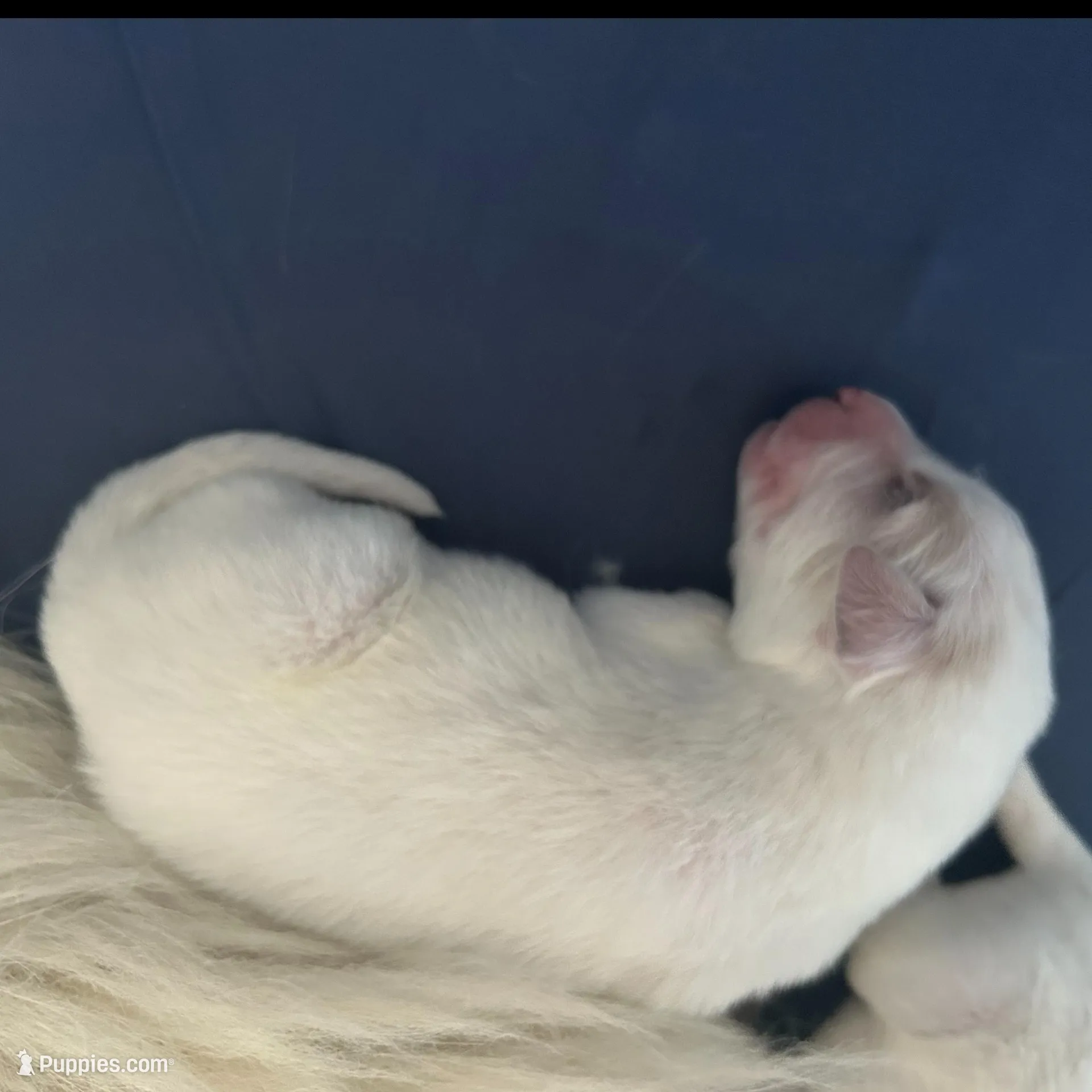 Kodiak – Great Pyrenees puppy for sale in Saint Marys, KS