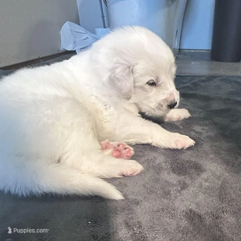 Thunder  – Great Pyrenees puppy for sale in Saint Marys, KS