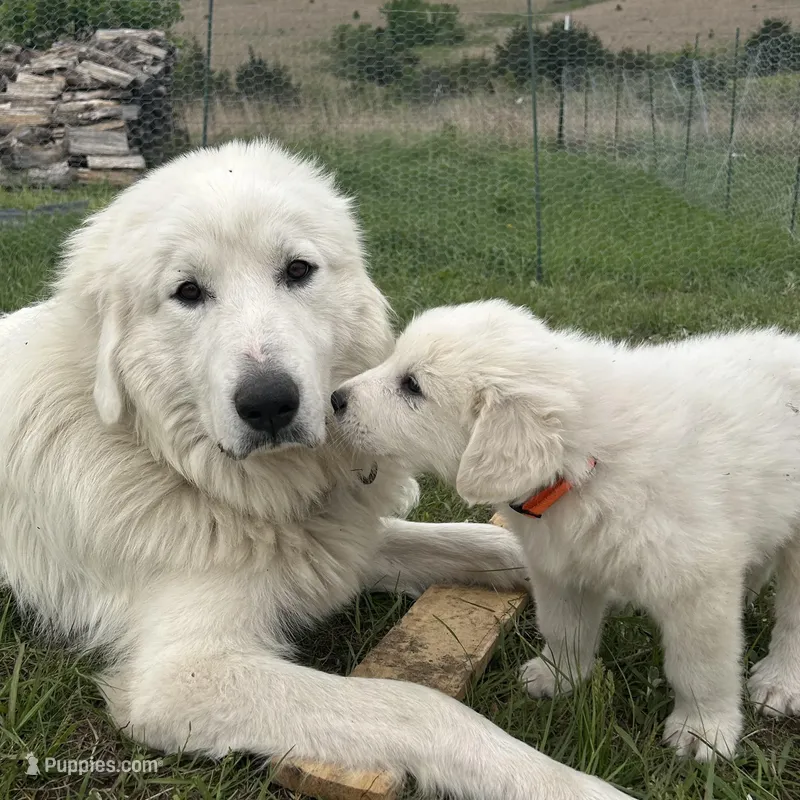 Thunder  – Great Pyrenees puppy for sale in Saint Marys, KS