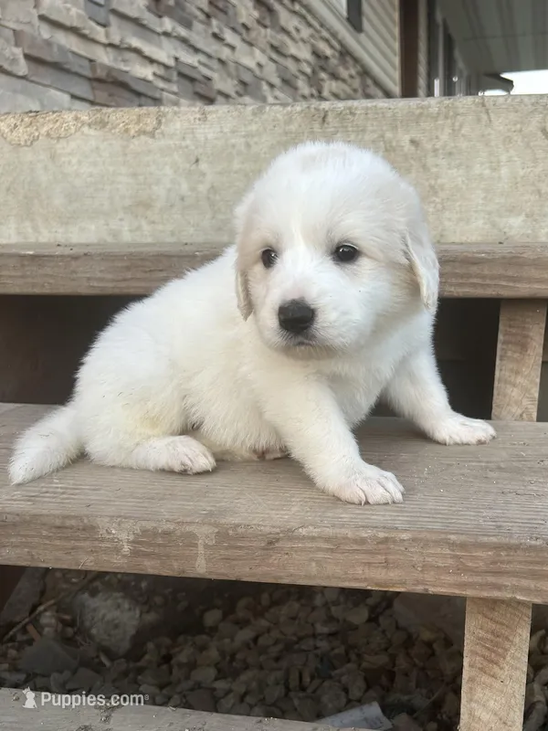 Nutmeg – Great Pyrenees puppy for sale in Saint Marys, KS