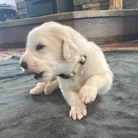 Nutmeg, a female Great Pyrenees for sale in Saint Marys, KS – Photo 1 of 2