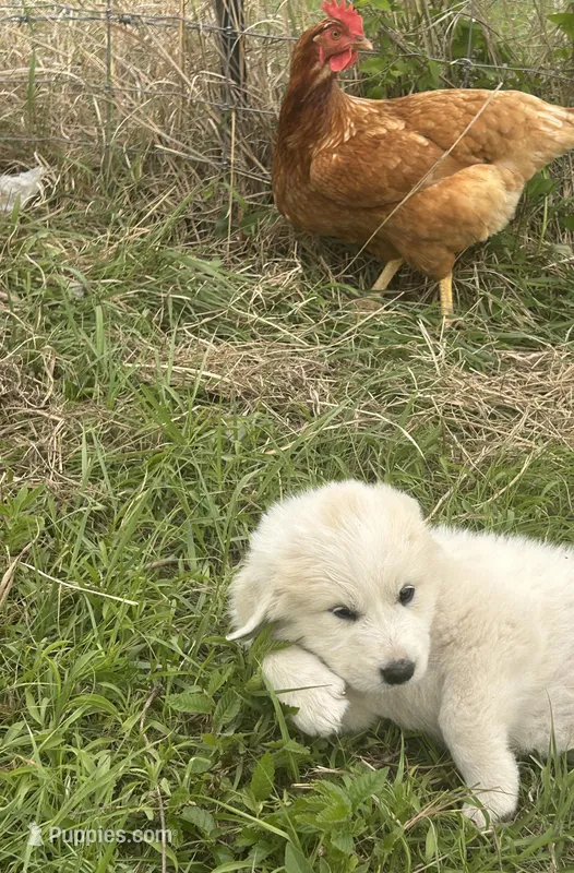 Nutmeg – Great Pyrenees puppy for sale in Saint Marys, KS