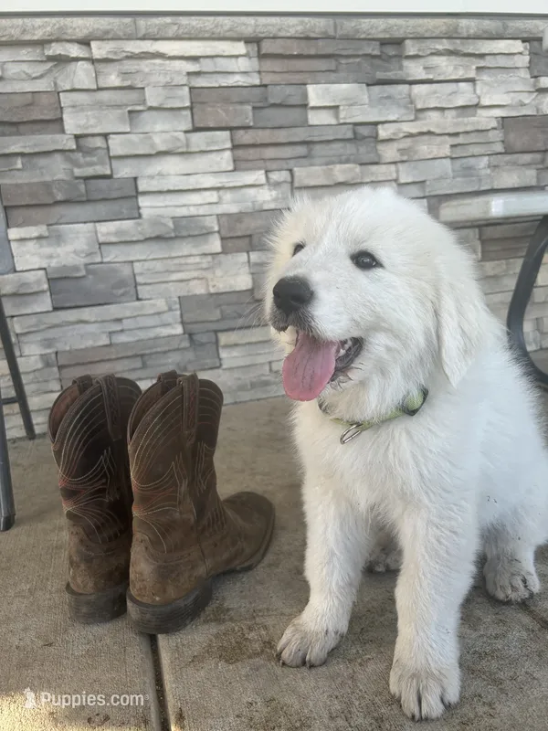 Rascal – Great Pyrenees puppy for sale in Saint Marys, KS