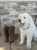 Rascal, a male Great Pyrenees for sale in Saint Marys, KS – 1 of 6