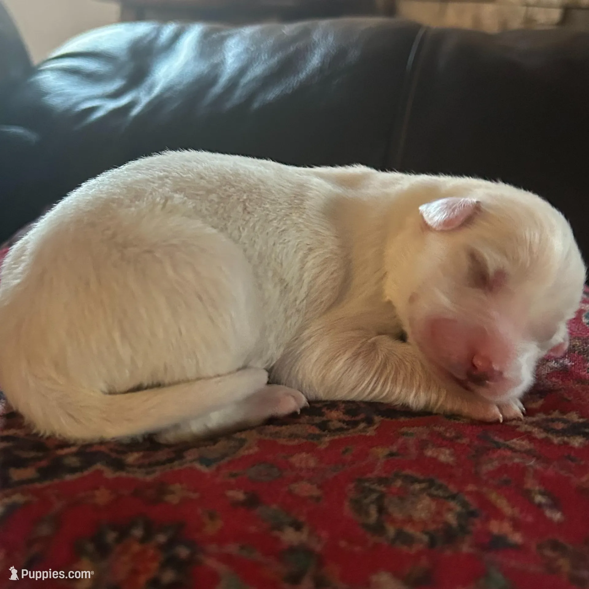 Maggie – Great Pyrenees puppy for sale in Saint Marys, KS