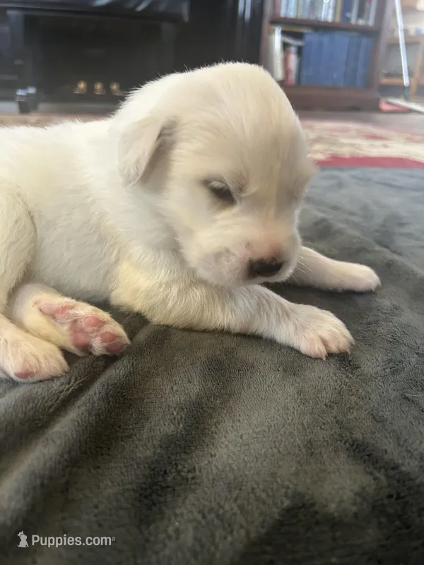 Apollo – Great Pyrenees puppy for sale in Saint Marys, KS