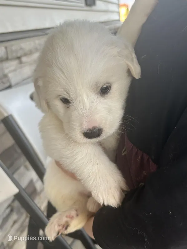 Apollo – Great Pyrenees puppy for sale in Saint Marys, KS