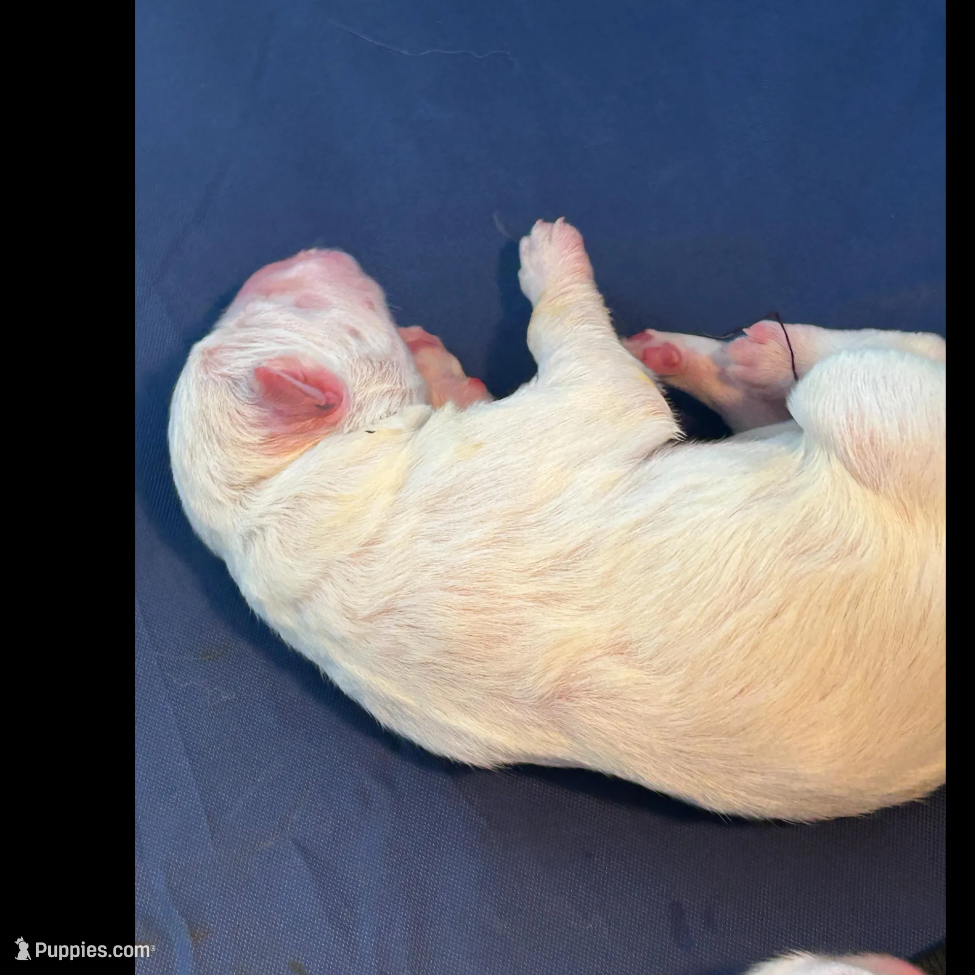 Apollo – Great Pyrenees puppy for sale in Saint Marys, KS