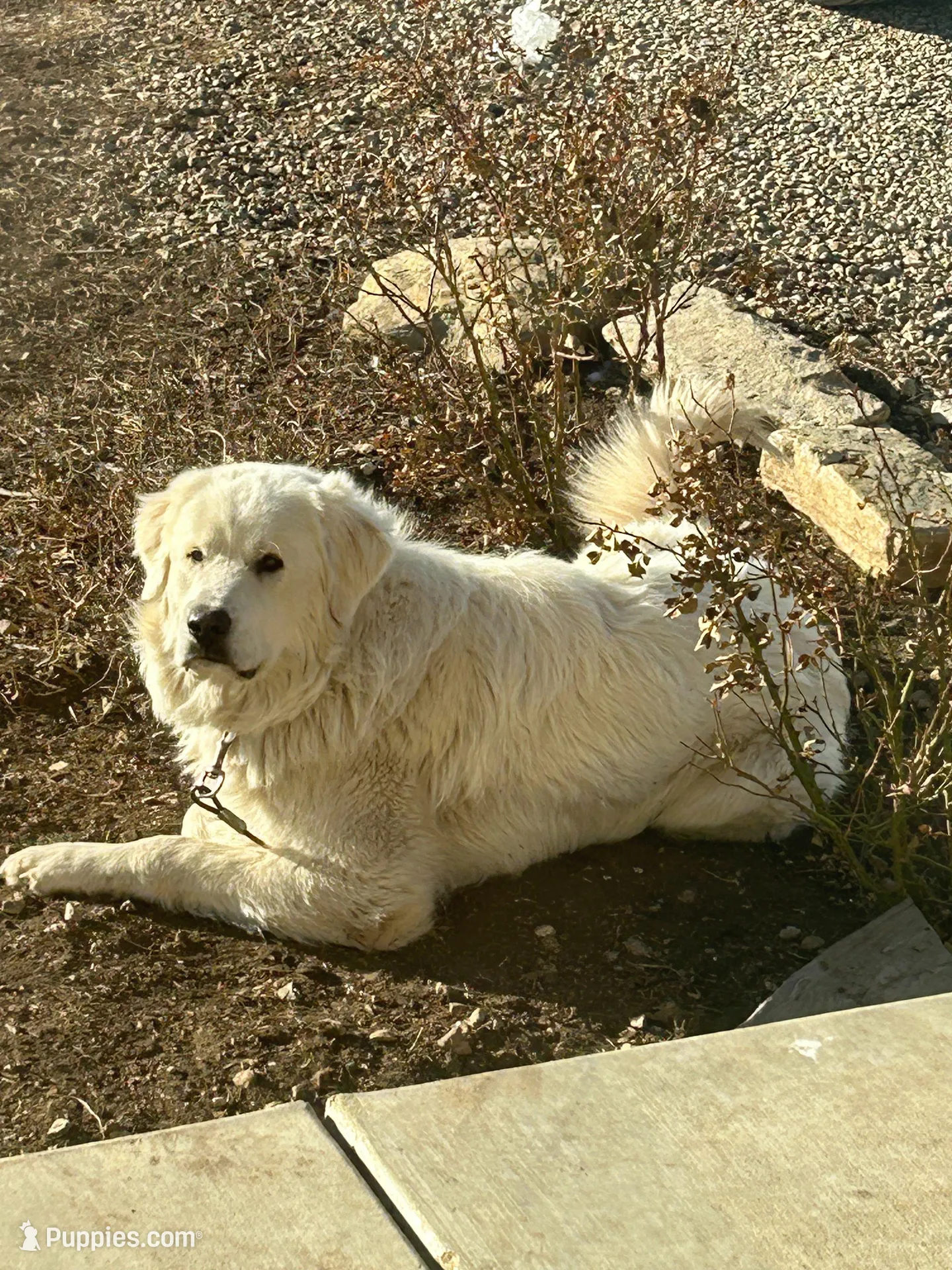Bear, a male Great Pyrenees for sale in Saint Marys, KS – Photo 4 of 5