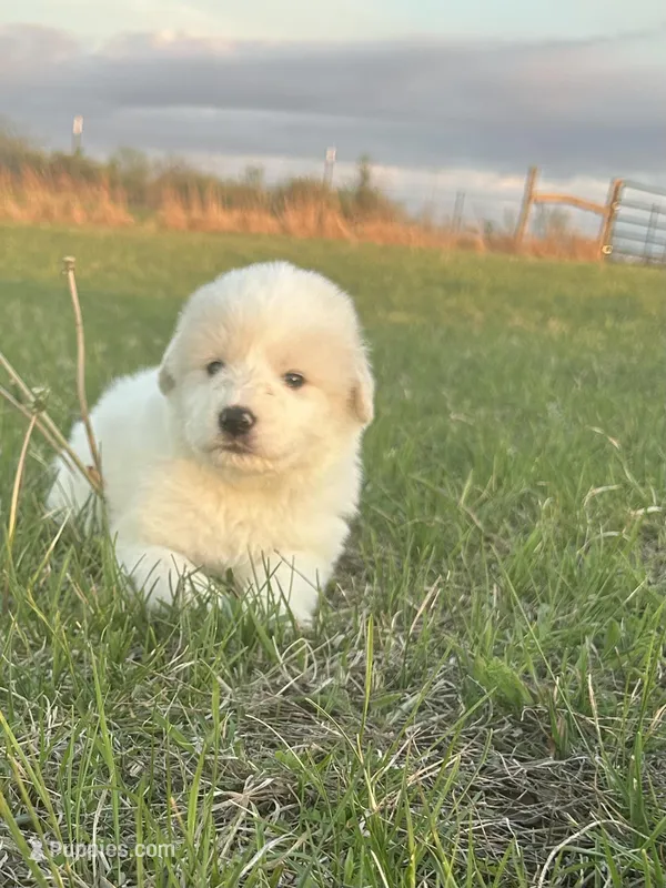 Rascal – Great Pyrenees puppy for sale in Saint Marys, KS