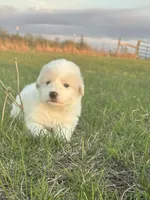 Rascal, a male Great Pyrenees for sale in Saint Marys, KS – 4 of 6
