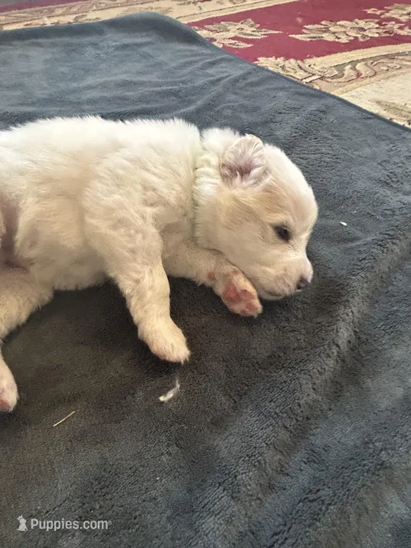 Rascal – Great Pyrenees puppy for sale in Saint Marys, KS