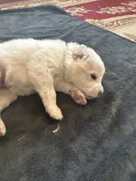 Rascal, a male Great Pyrenees for sale in Saint Marys, KS – Photo 1 of 2