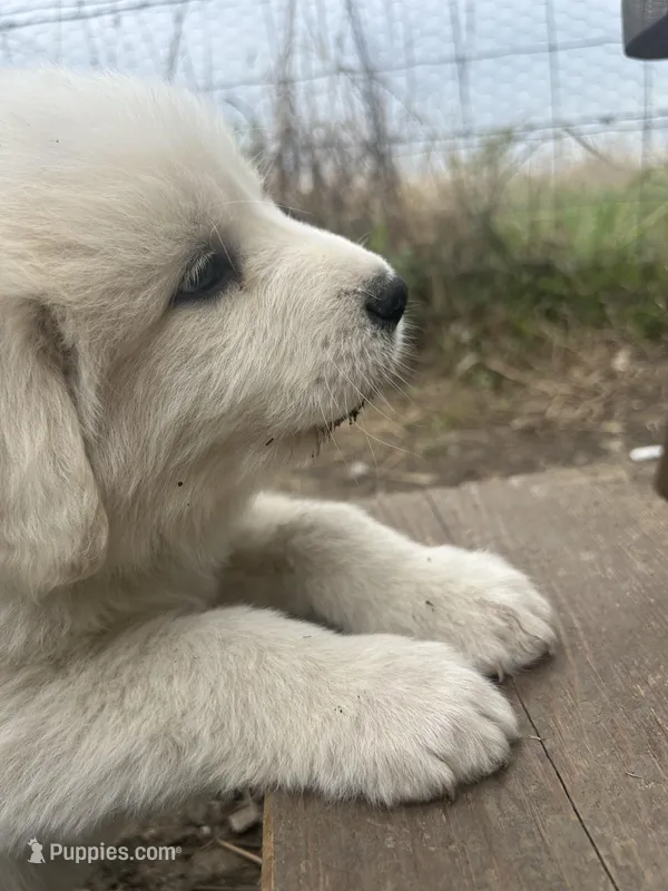 Rascal – Great Pyrenees puppy for sale in Saint Marys, KS