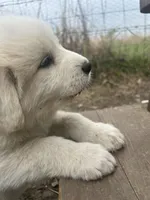 Rascal, a male Great Pyrenees for sale in Saint Marys, KS – 3 of 6