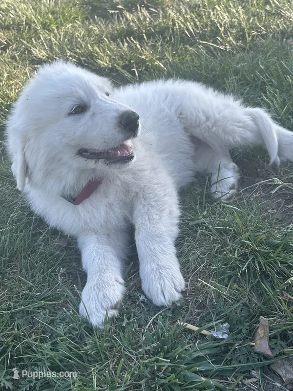 Klondike – Great Pyrenees puppy for sale in Saint Marys, KS