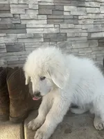 Rascal, a male Great Pyrenees for sale in Saint Marys, KS – 2 of 6