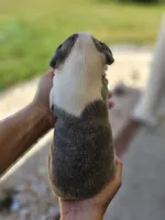 Male 2, a male Boston Terrier for sale in Statesville, NC – Photo 4 of 7