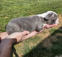 Male 2, a male Boston Terrier for sale in Statesville, NC – 3 of 7