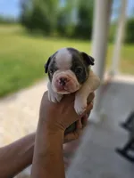Male 2, a male Boston Terrier for sale in Statesville, NC – Photo 1 of 7