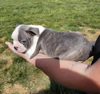 Male 2, a male Boston Terrier for sale in Statesville, NC – 2 of 7