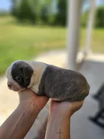 Male 2, a male Boston Terrier for sale in Statesville, NC – Photo 2 of 7