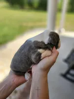 Male 2, a male Boston Terrier for sale in Statesville, NC – Photo 3 of 7