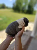 Male 1, a male Boston Terrier for sale in Statesville, NC – Photo 2 of 7