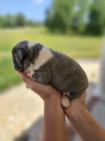 Male 1, a male Boston Terrier for sale in Statesville, NC – Photo 3 of 7