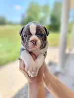 Male 1, a male Boston Terrier for sale in Statesville, NC – Photo 1 of 7