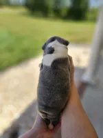 Male 1, a male Boston Terrier for sale in Statesville, NC – Photo 4 of 7