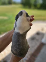 Female 1, a female Boston Terrier for sale in Statesville, NC – Photo 4 of 7