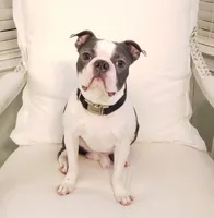 Female 1, a female Boston Terrier for sale in Statesville, NC – Photo 6 of 7