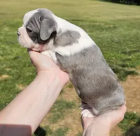 Female 1, a female Boston Terrier for sale in Statesville, NC – 3 of 7