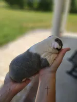 Female 1, a female Boston Terrier for sale in Statesville, NC – Photo 3 of 7