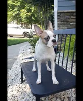 Female 1, a female Boston Terrier for sale in Statesville, NC – Photo 5 of 7