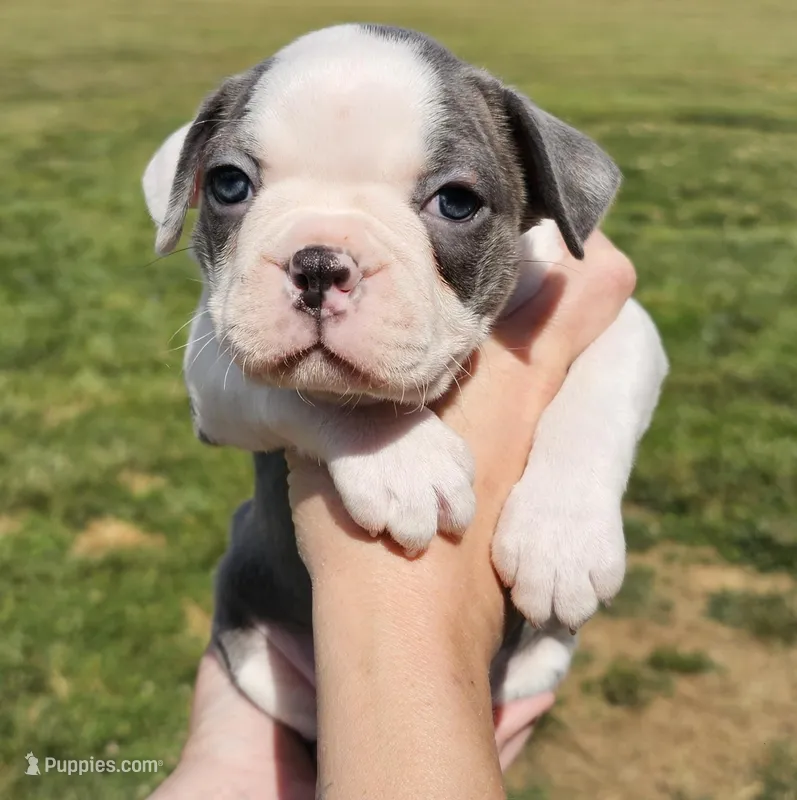 Female 1 – Boston Terrier puppy for sale in Statesville, NC