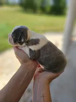 Female 1, a female Boston Terrier for sale in Statesville, NC – Photo 2 of 7