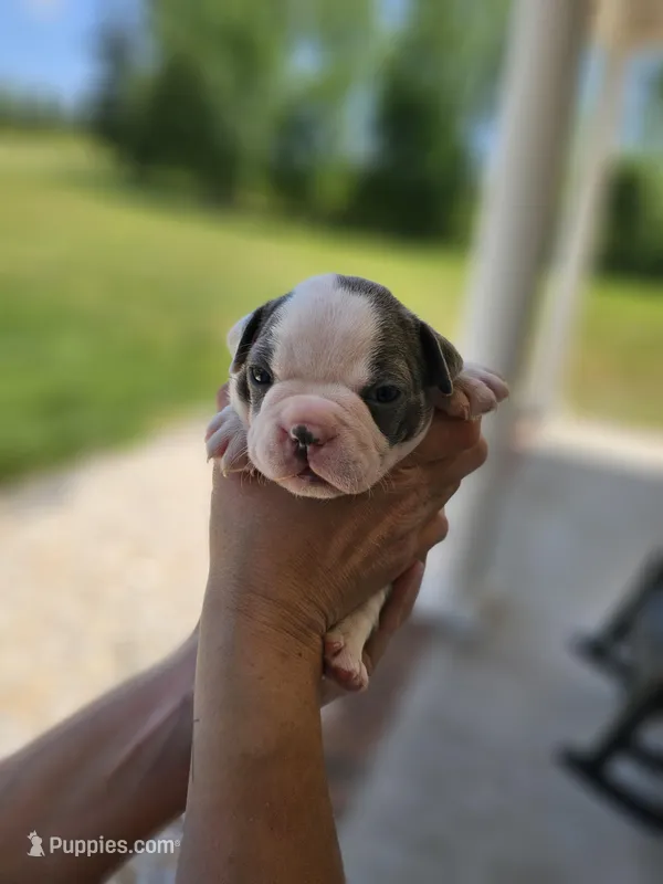 Female 1 – Boston Terrier puppy for sale in Statesville, NC