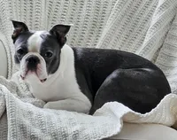 Female 2, a female Boston Terrier for sale in Statesville, NC – Photo 6 of 7